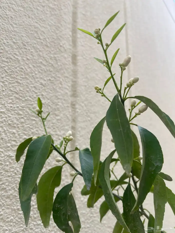 شتلات اشجار مثمرة Fruit Trees 18