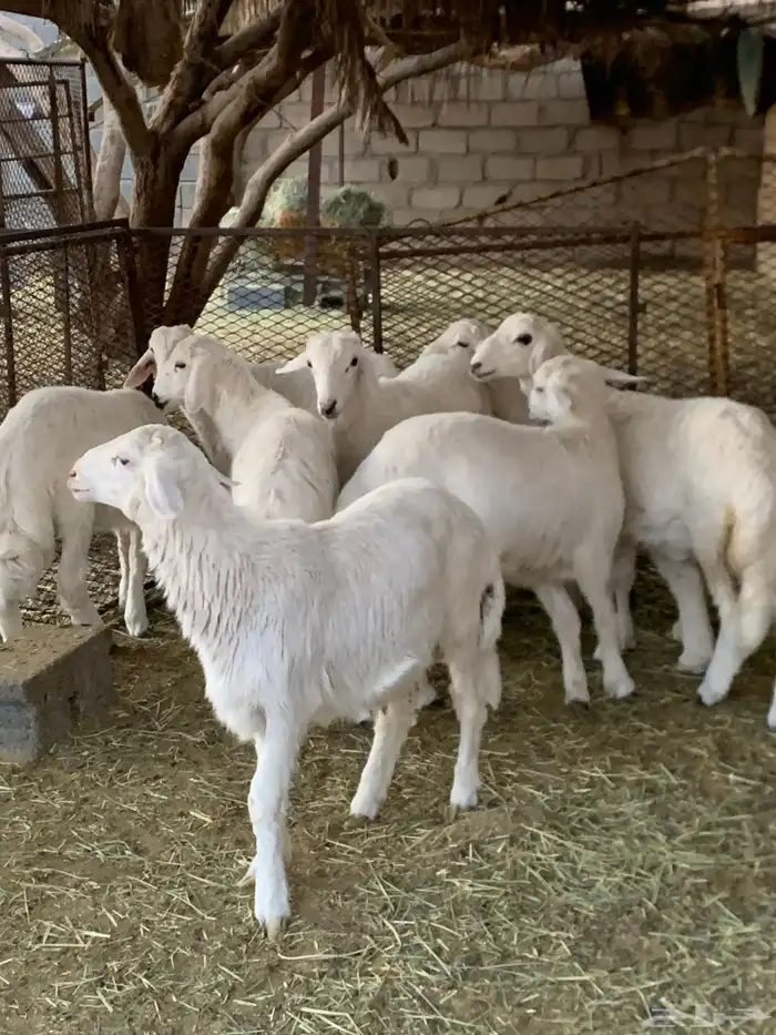 طليان سمان وكفو 13