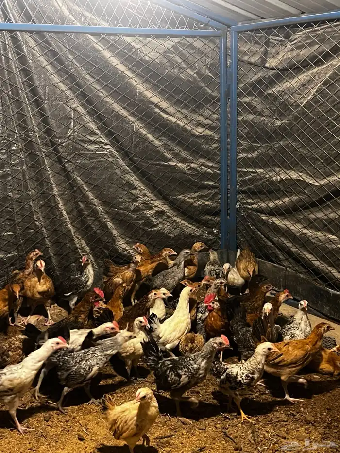 دجاج بلدي عمر شهرين و شهر ونص 2