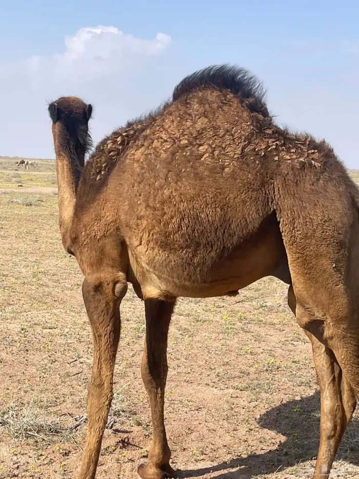 قعدان للبيع 1