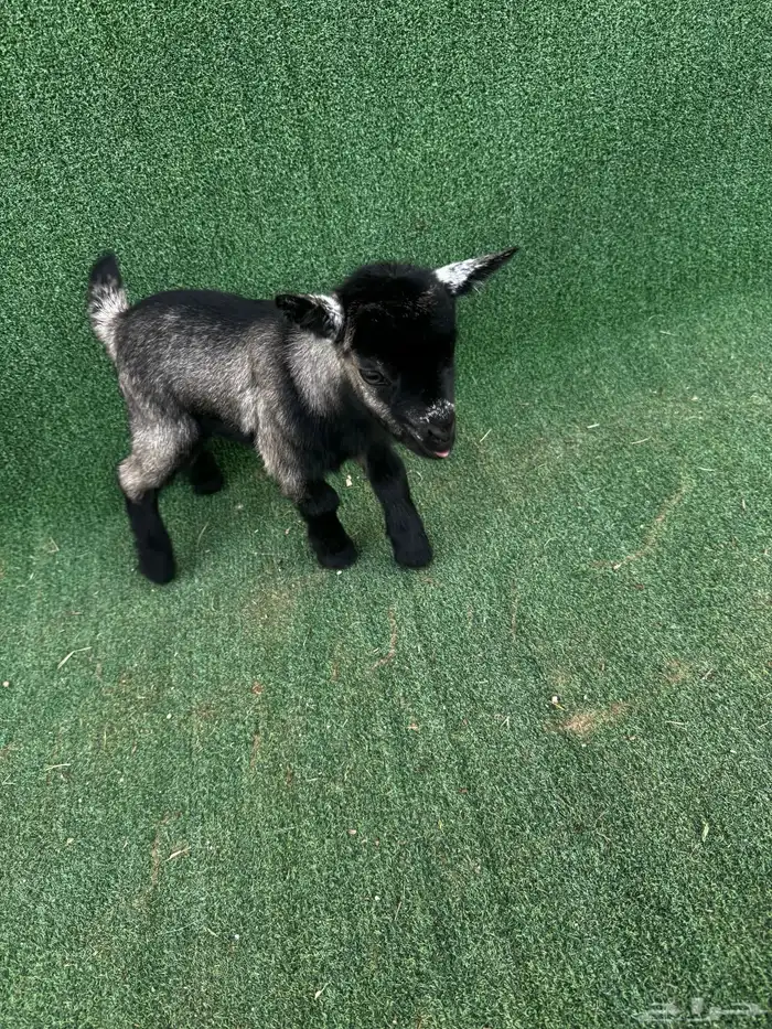 ماعز قزمانريكي تشيكي 2