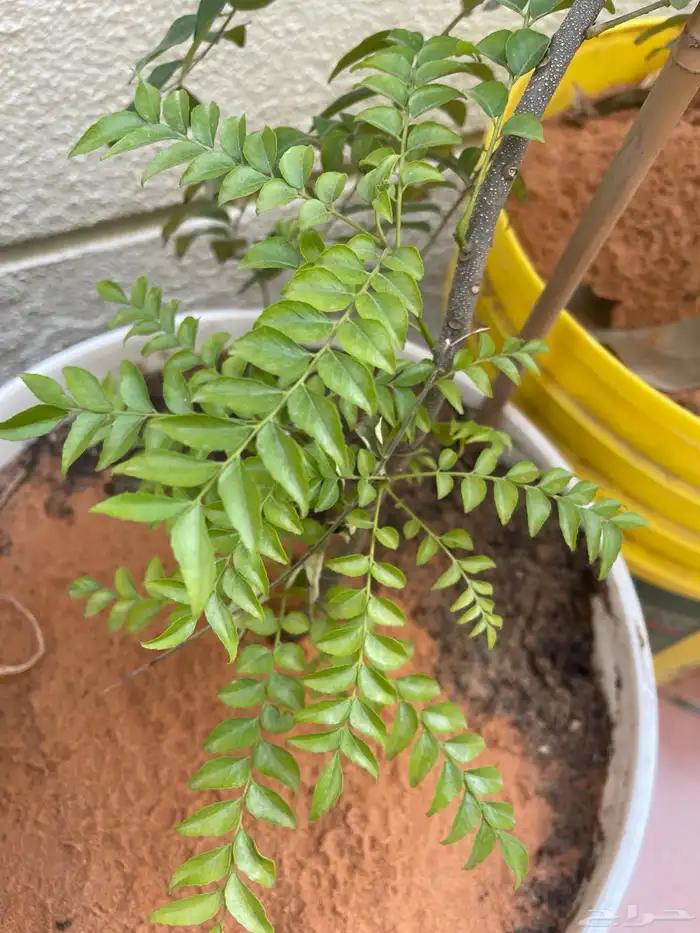 شتلات اشجار مثمرة Fruit Trees 17