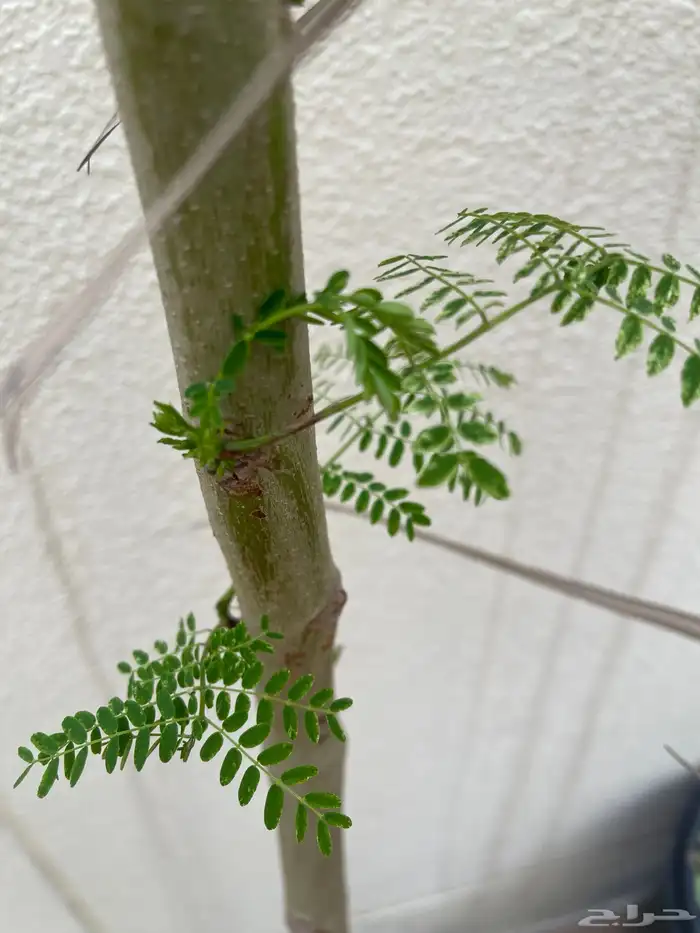 شتلات اشجار مثمرة Fruit Trees 13