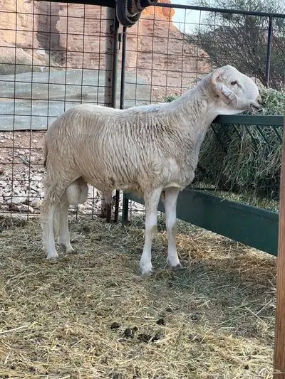 خروف سواكني مربى 1