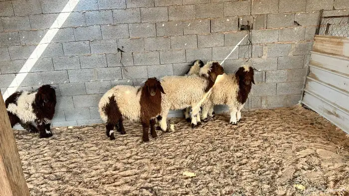 نعيم خرفان طيبه تم البيع 2