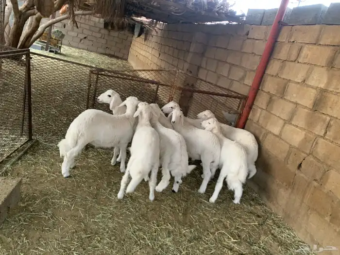 طليان سمان وكفو 1