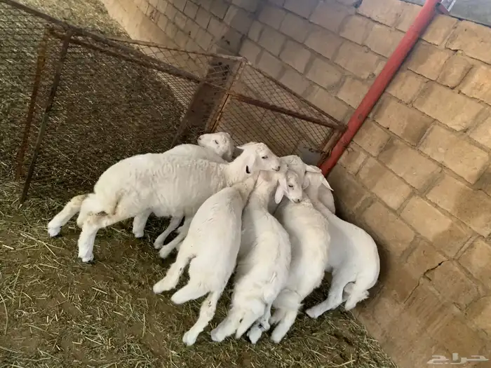 طليان سمان وكفو 2