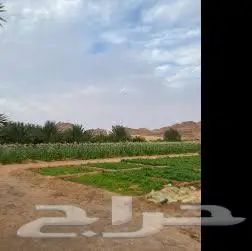 مطلوب جزء من مزرعه أو حوش في المدينة 0