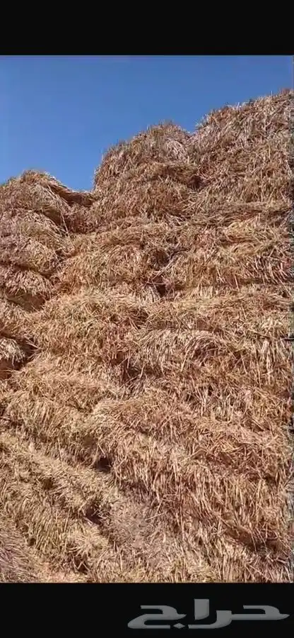 تبن بر ممطور وسعره طيب للجميع 2