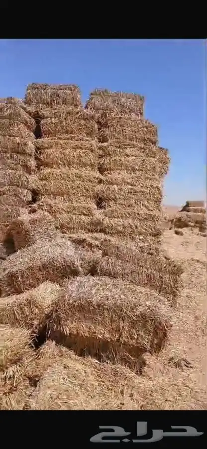 تبن بر ممطور وسعره طيب للجميع 1