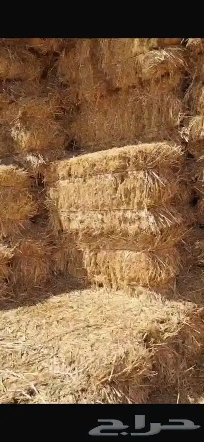تبن بر ممطور وسعره طيب للجميع 0