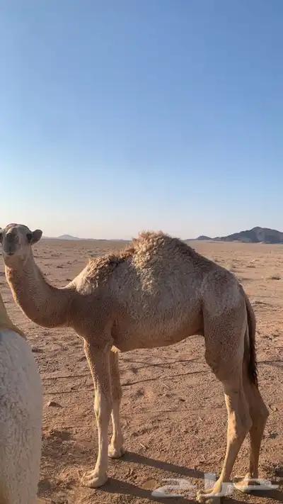 معالج شعبي 0