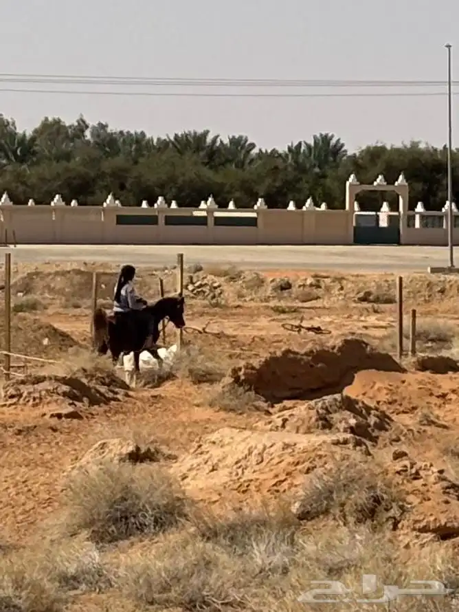 فحل واهو شيخ 3