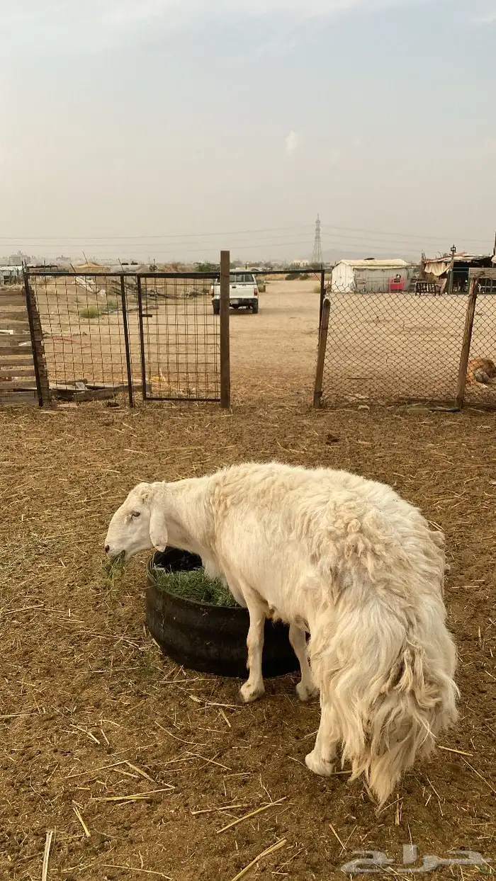 فحل حري مشروط 2