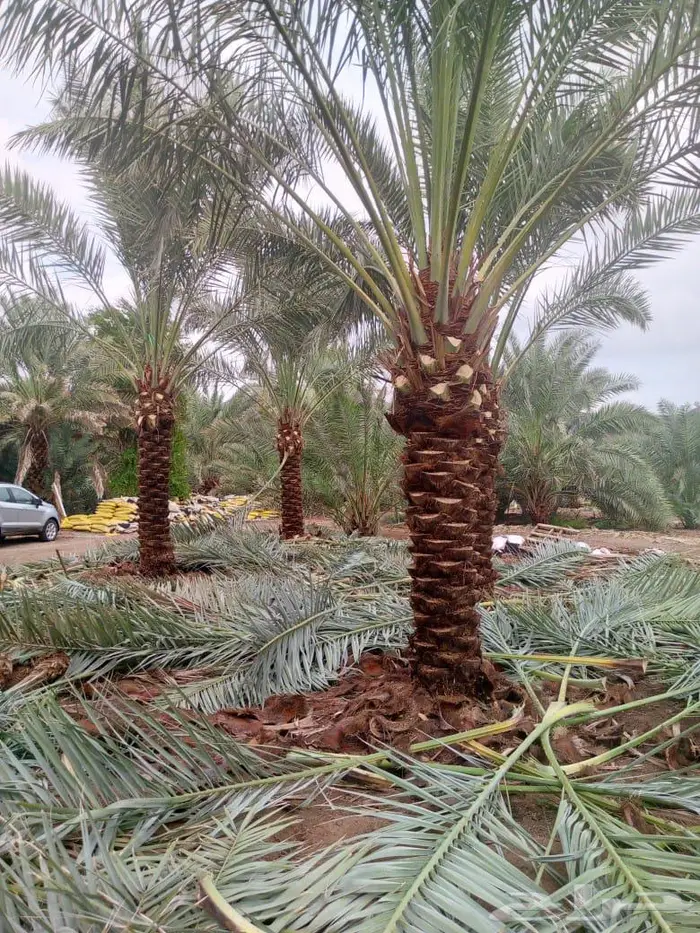 انخل للبيع 0