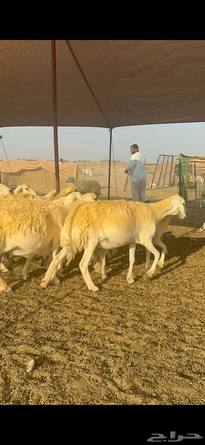 غنم حرية متابيع صنف تمتاز بلجرم والشعرا الحرشا 58 تحت 35 13