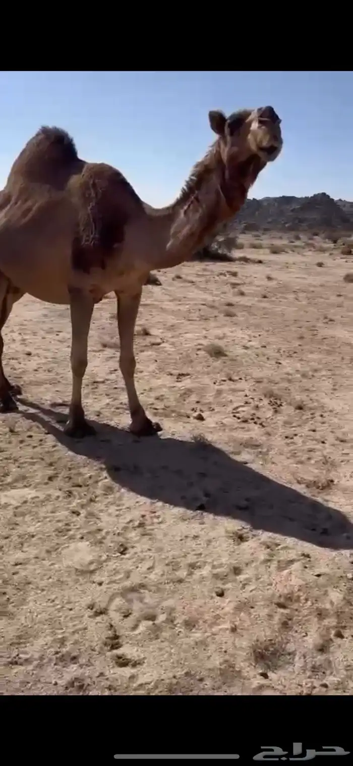 خلفه حمرا دم حليبها سطل وهديه وسكر ثنو 11