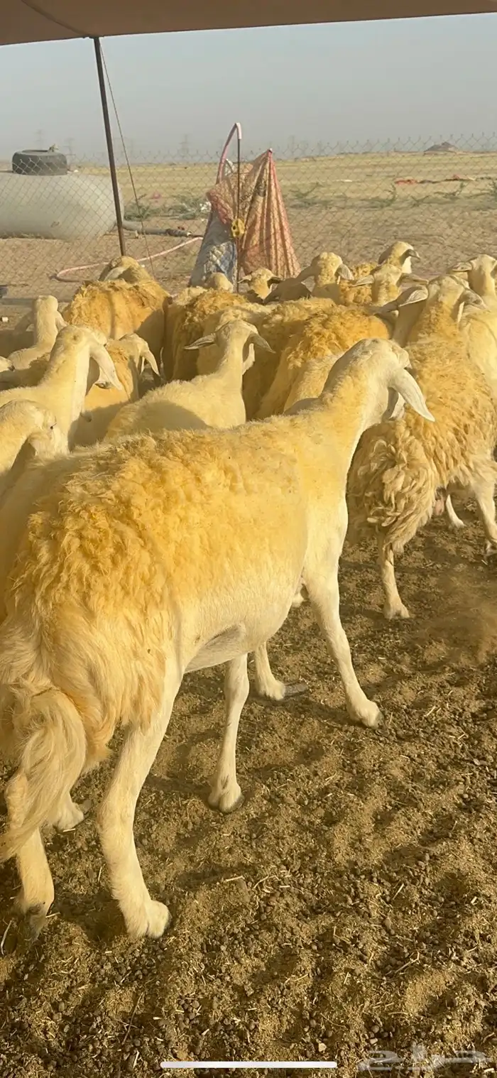 غنم حرية متابيع صنف تمتاز بلجرم والشعرا الحرشا 58 تحت 35 2