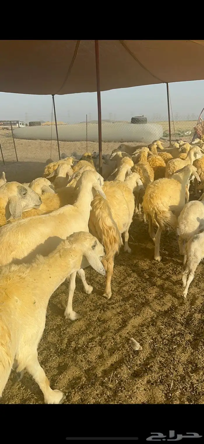 غنم حرية متابيع صنف تمتاز بلجرم والشعرا الحرشا 58 تحت 35 6