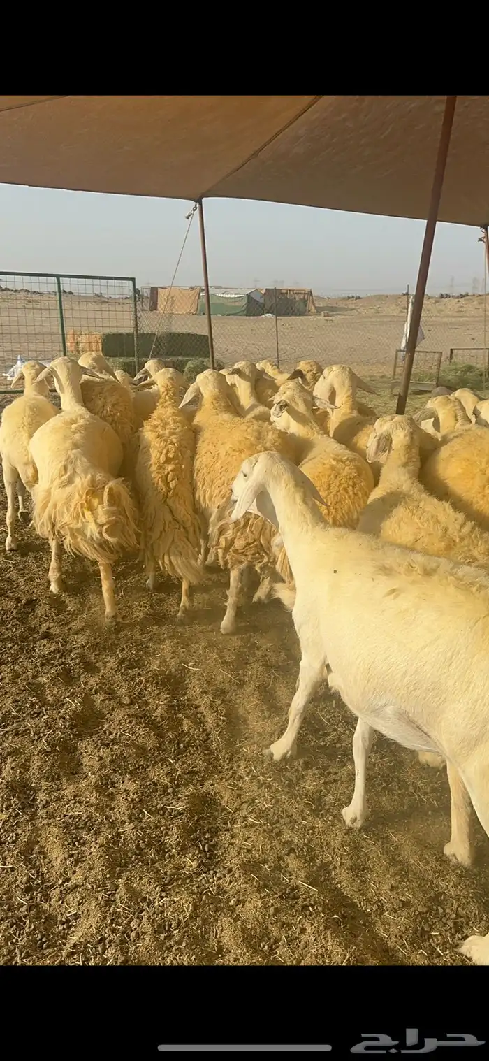 غنم حرية متابيع صنف تمتاز بلجرم والشعرا الحرشا 58 تحت 35 4