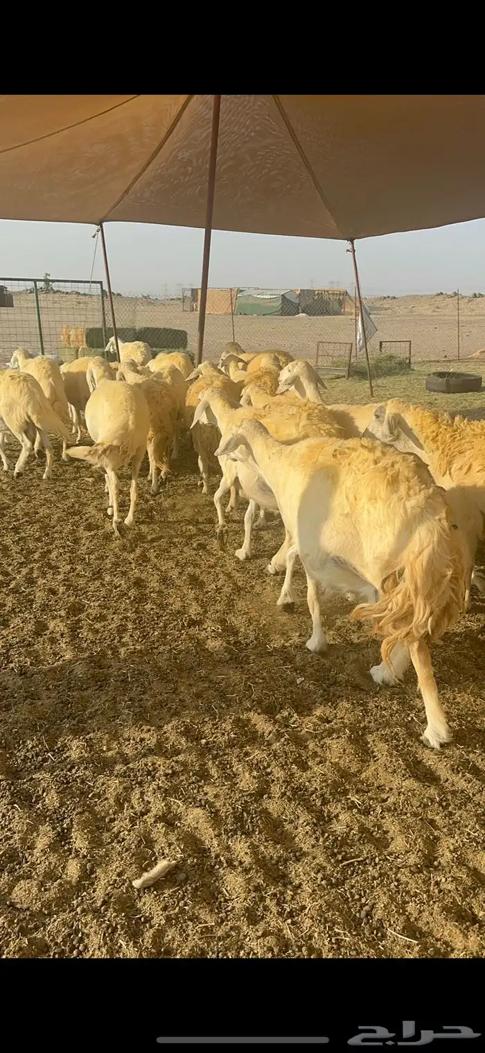 غنم حرية متابيع صنف تمتاز بلجرم والشعرا الحرشا 58 تحت 35 9