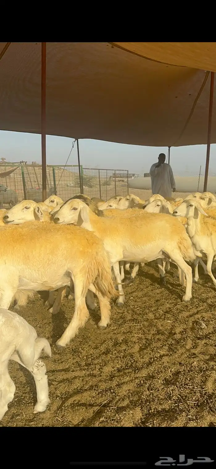 غنم حرية متابيع صنف تمتاز بلجرم والشعرا الحرشا 58 تحت 35 7