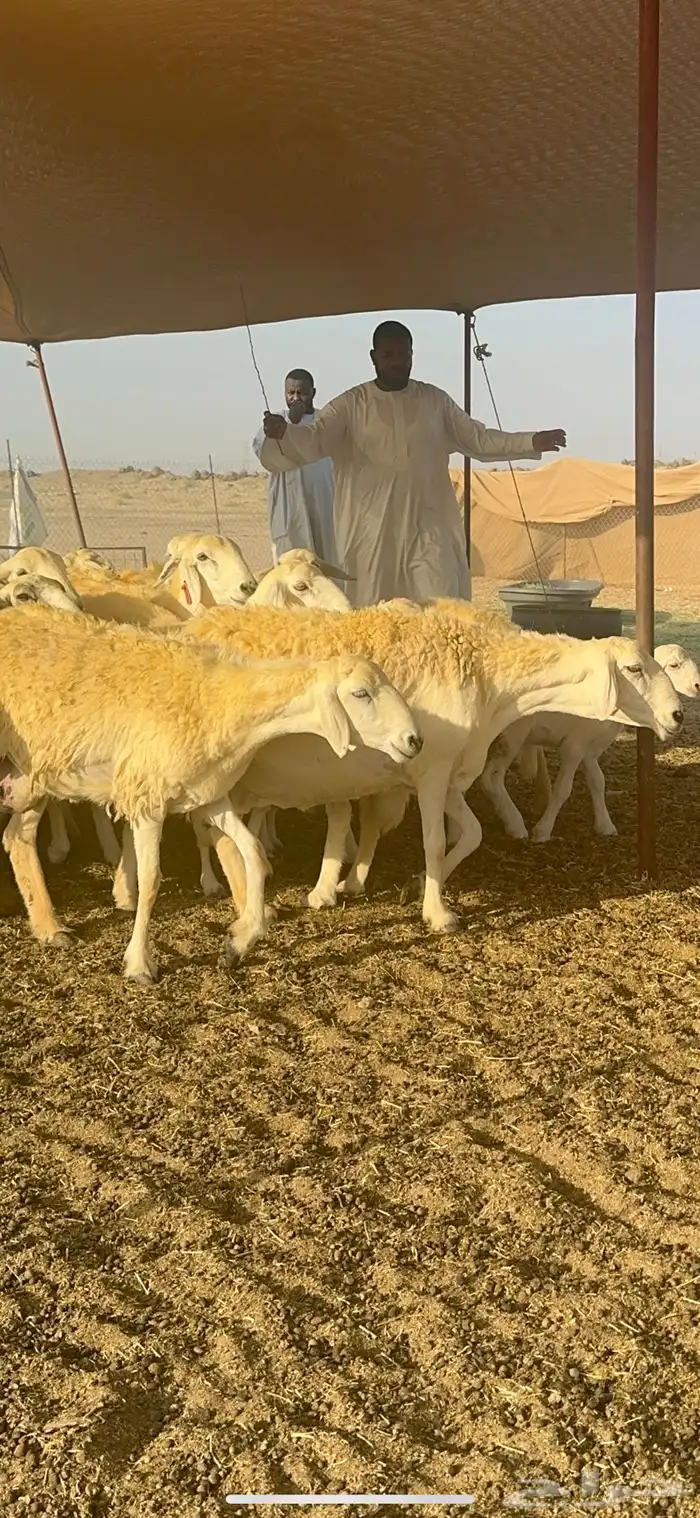 غنم حرية متابيع صنف تمتاز بلجرم والشعرا الحرشا 58 تحت 35 8