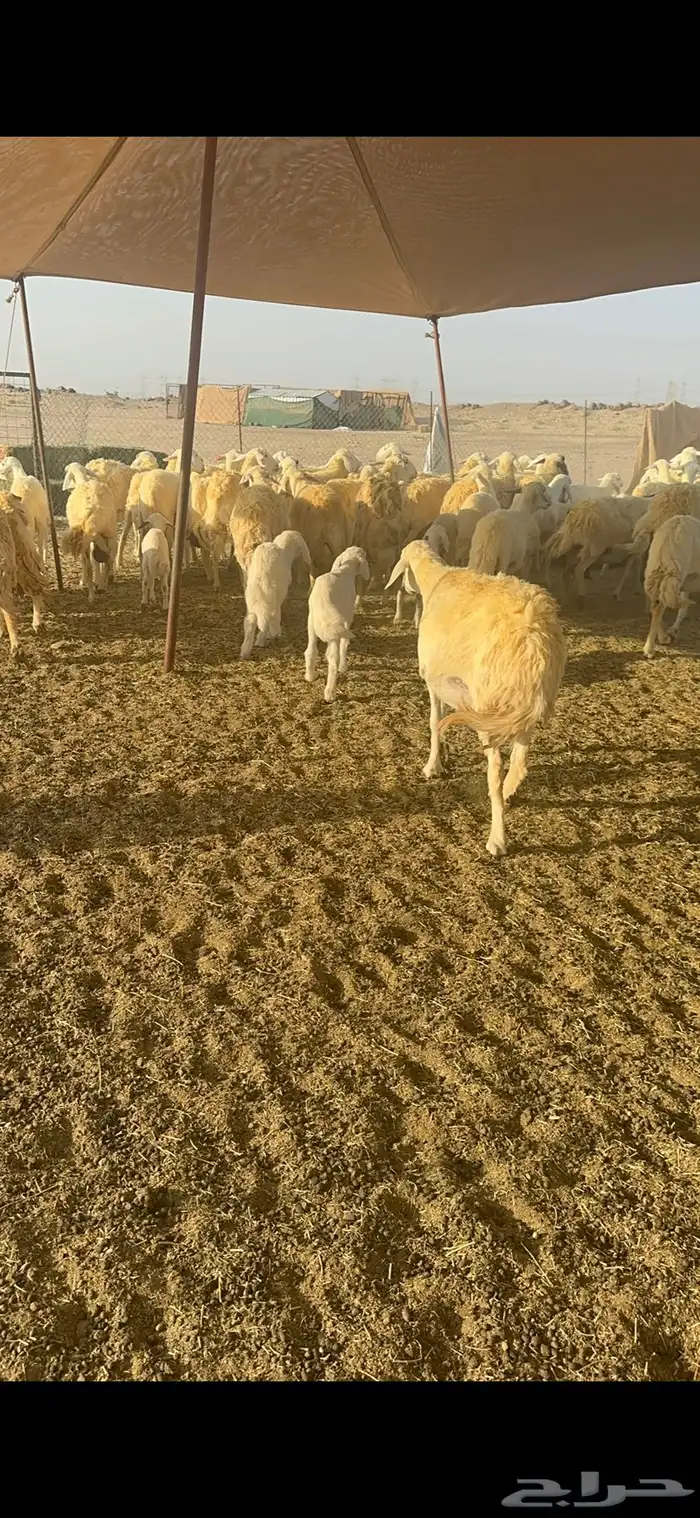 غنم حرية متابيع صنف تمتاز بلجرم والشعرا الحرشا 58 تحت 35 11