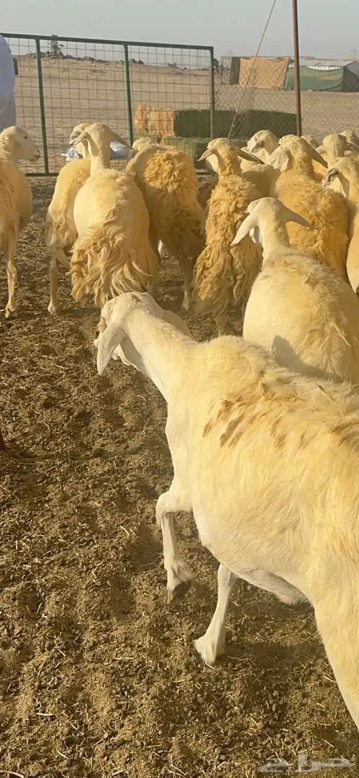 غنم حرية متابيع صنف تمتاز بلجرم والشعرا الحرشا 58 تحت 35 3