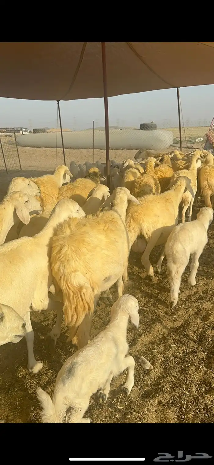 غنم حرية متابيع صنف تمتاز بلجرم والشعرا الحرشا 58 تحت 35 5