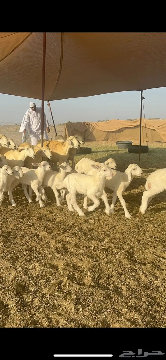 غنم حرية متابيع صنف تمتاز بلجرم والشعرا الحرشا 58 تحت 35 0