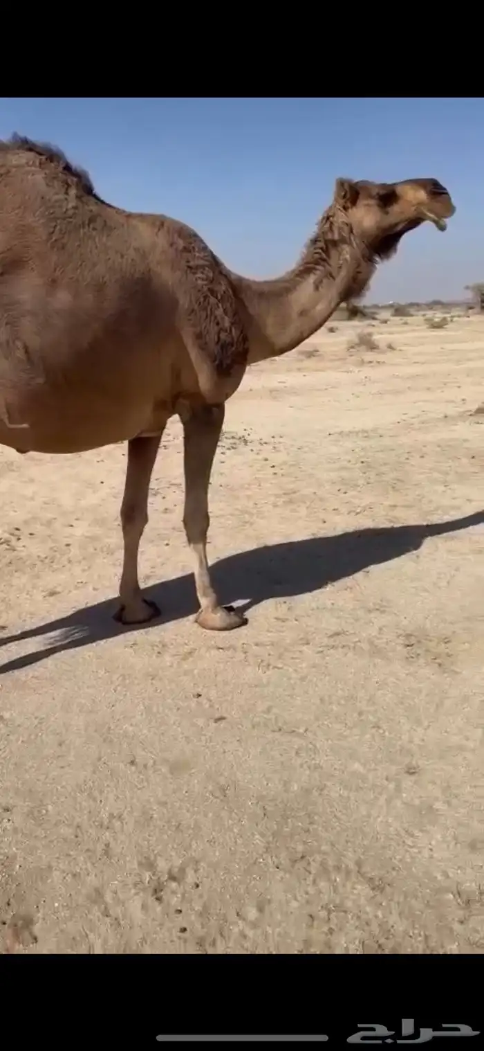 خلفه حمرا دم حليبها سطل وهديه وسكر ثنو 10
