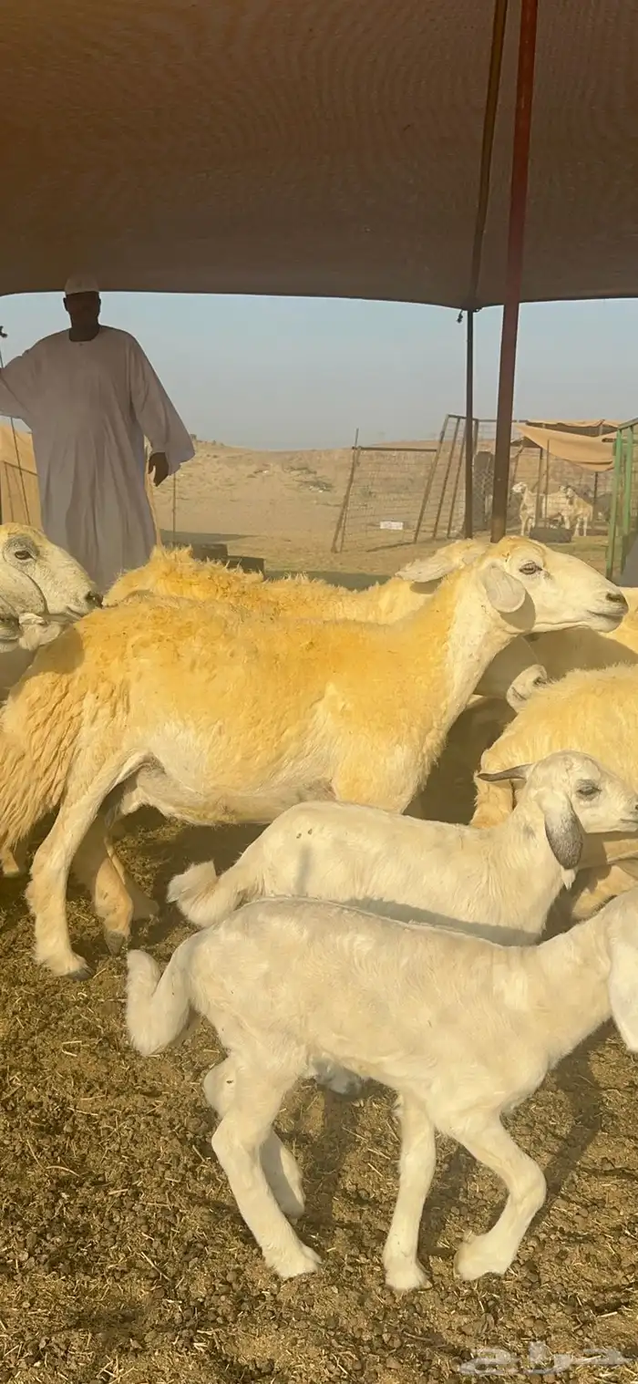 غنم حرية متابيع صنف تمتاز بلجرم والشعرا الحرشا 58 تحت 35 1