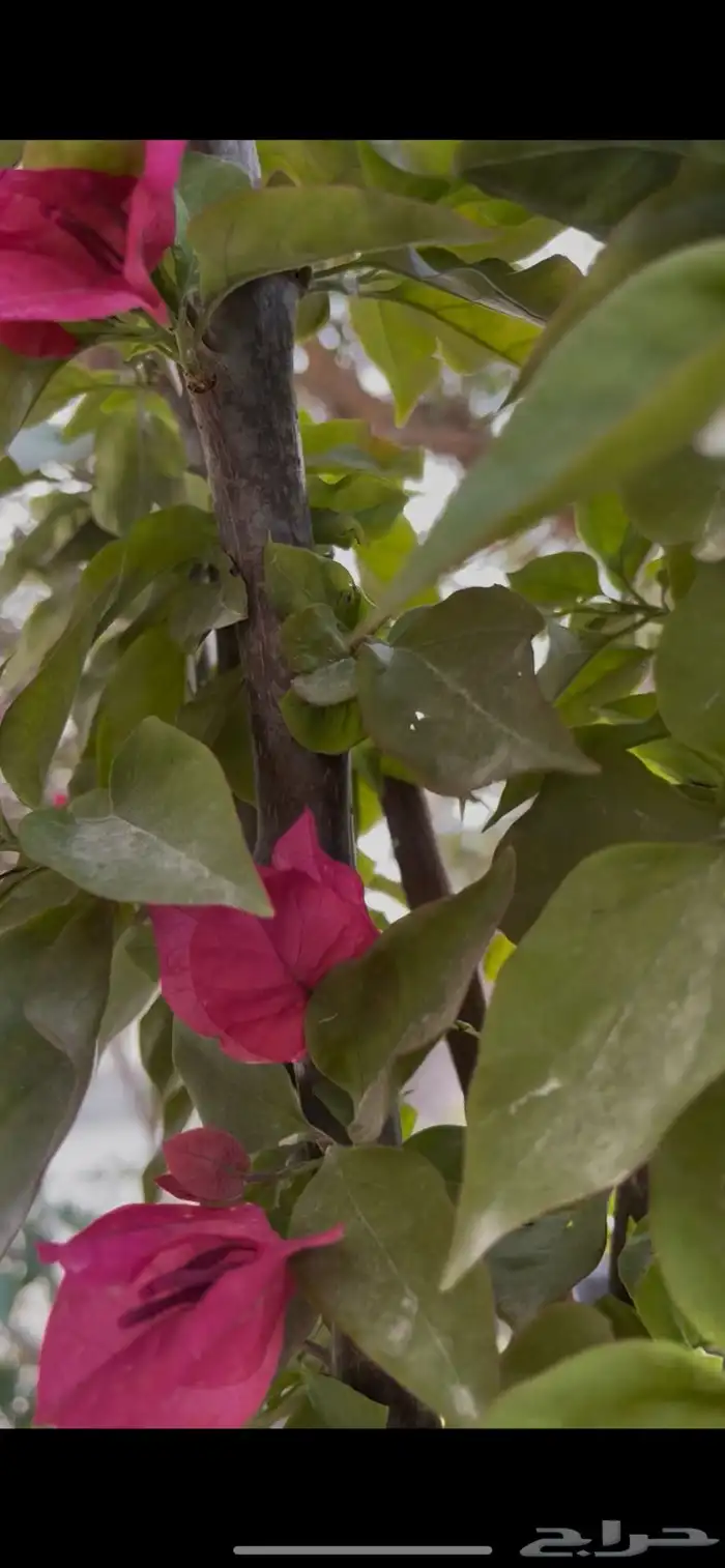 شتلات اشجار مثمرة Fruit Trees 6