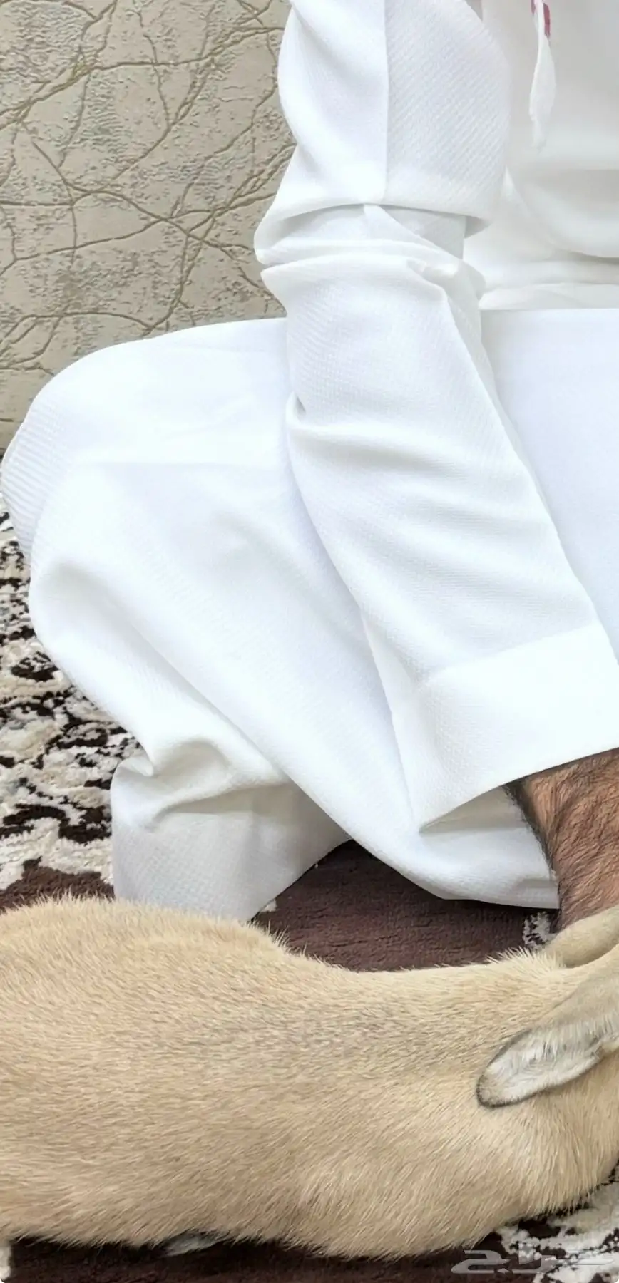 تيس رريمي 0