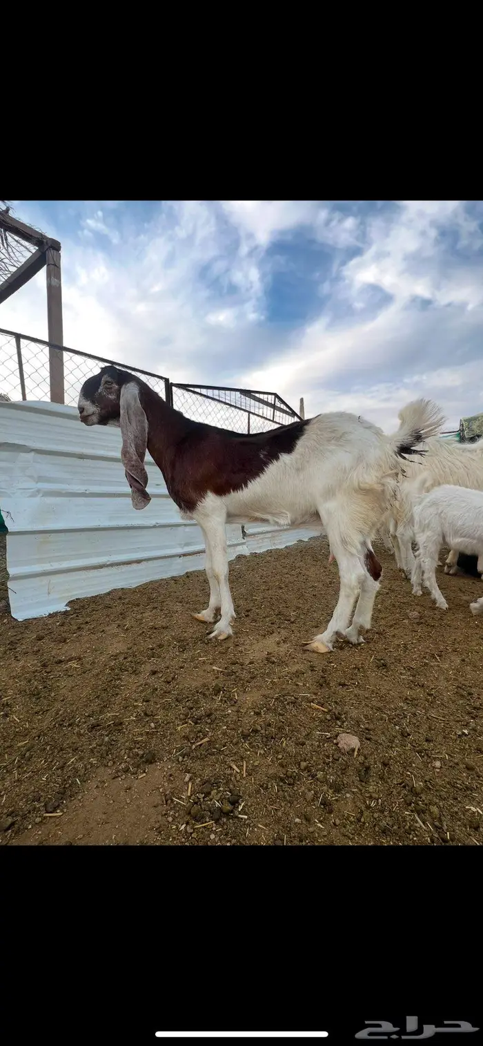 عنز 1