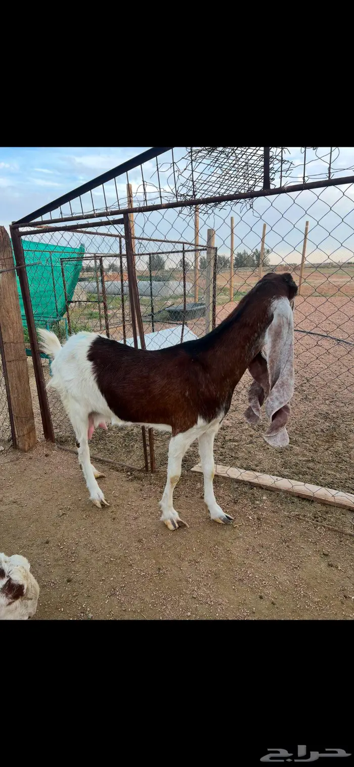 عنز 4