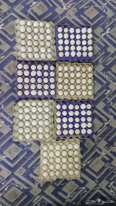 القصيم البدايع 0