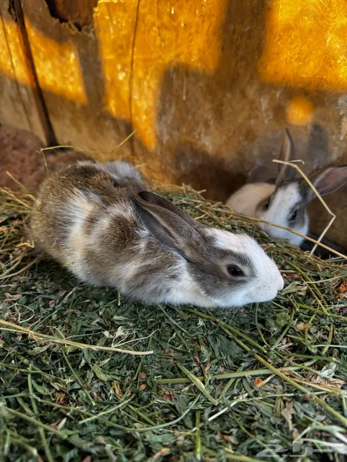 ارانب للبيع شرط الصحه 6