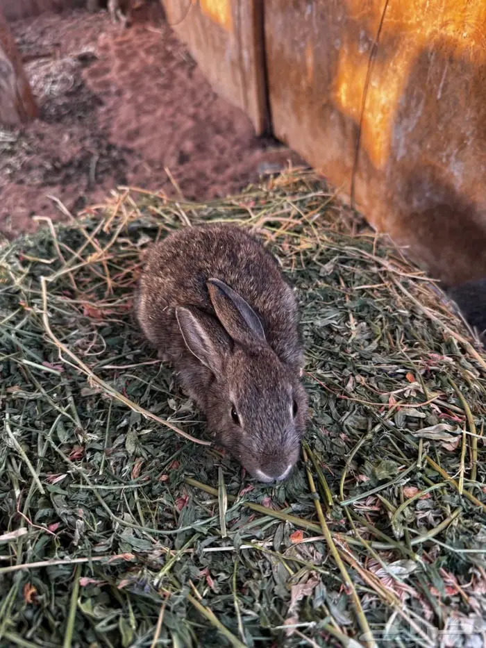 ارانب للبيع شرط الصحه 0