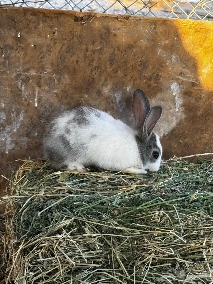 ارانب للبيع شرط الصحه 5