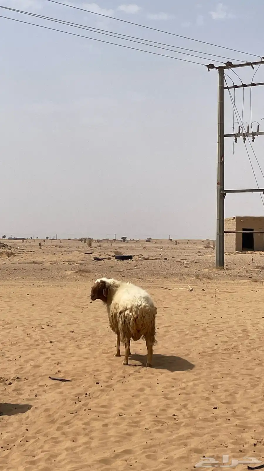 فحل نعيمي العمر تام رقم التواصل وتساب 4