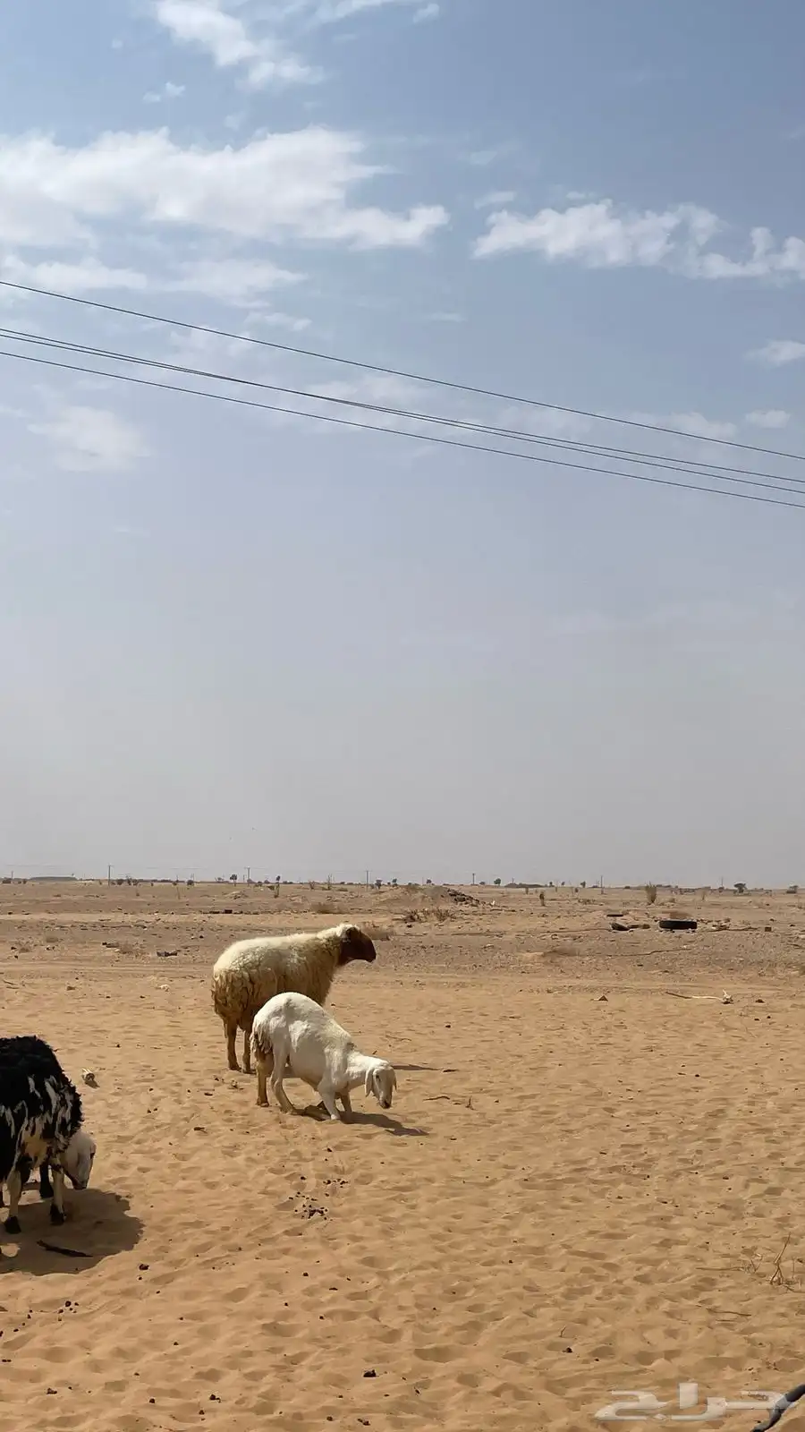 فحل نعيمي العمر تام رقم التواصل وتساب 2