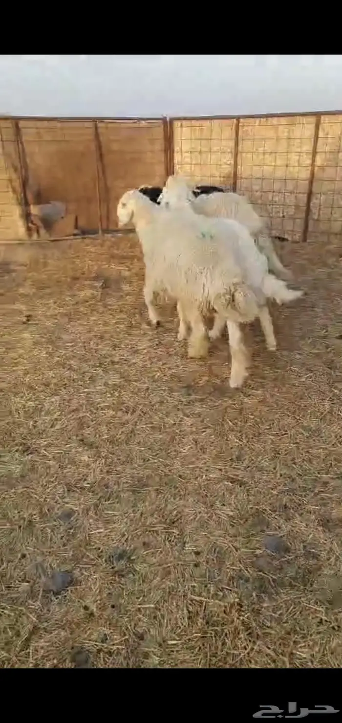للبيع ذبايح خرفان جبره ناهيه 1