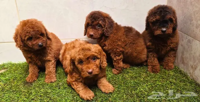 Pomeranian and mini toy poodle بومرينيان وتوي بودل 13