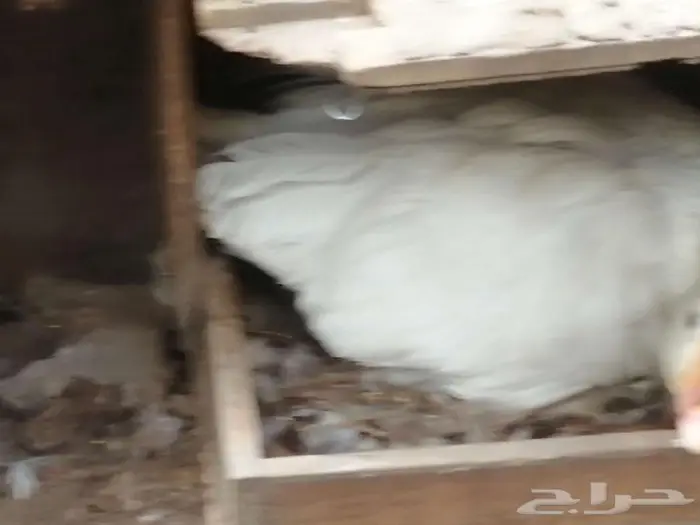 وز مفتل سيباستبول 8