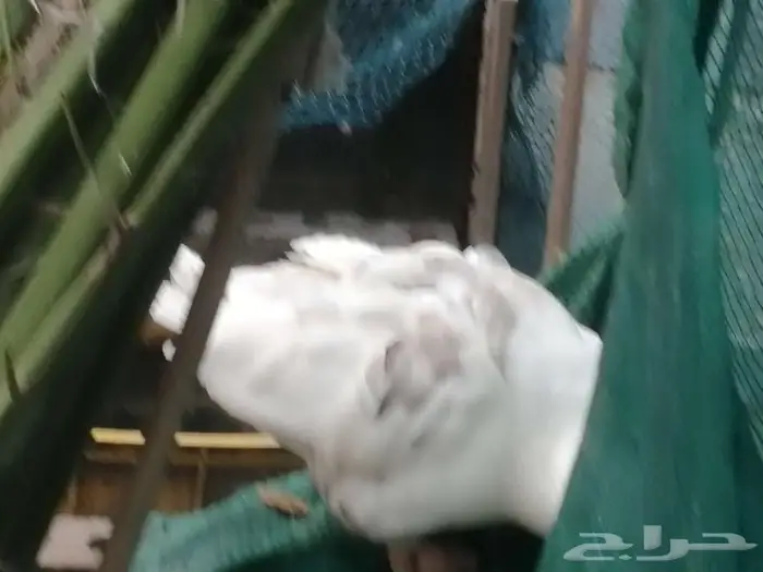وز مفتل سيباستبول 10