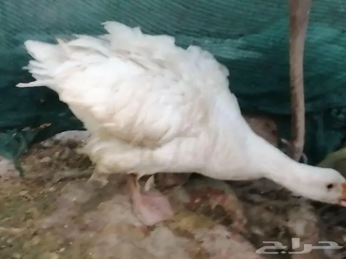 وز مفتل سيباستبول 23