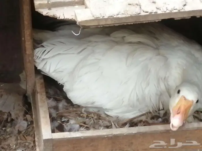 وز مفتل سيباستبول 11