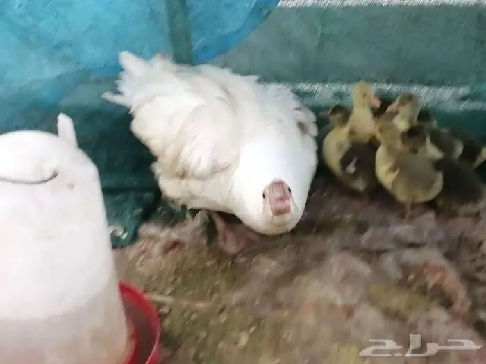 وز مفتل سيباستبول 19